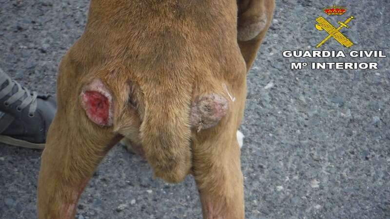 Imagen del perro supuestamente maltratado (Foto TA)